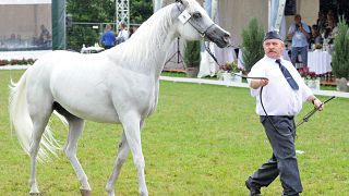ماري أميرة في المزاد السنوي للخيول العربية في بولندا