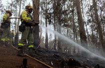 Euronews Witness: Az erdőtüzek nyomában