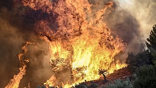 Une photo montre des flammes brûlant de la végétation lors d'un incendie de forêt près de Prodromos, à 100 km au nord-est d'Athènes, le 21 août 2023.