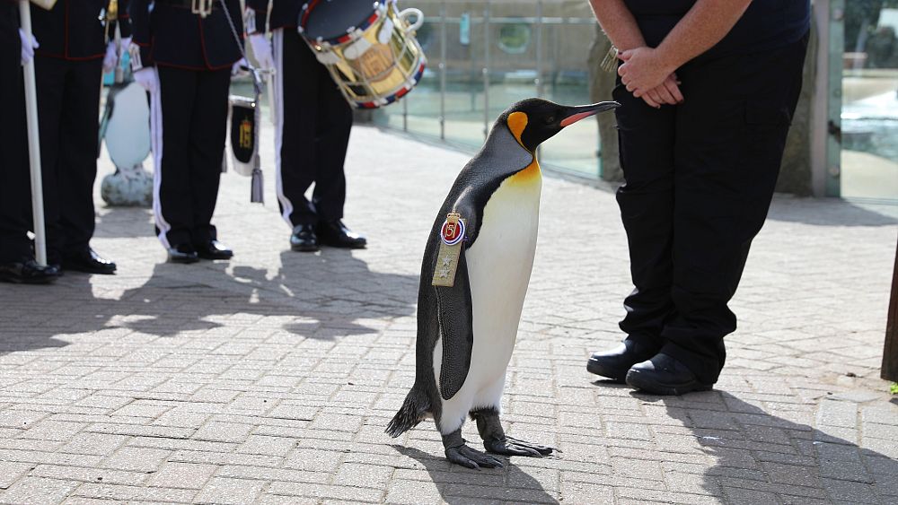 Edinburgh Zoo-pingvin forfremmet til generalmajor i den norske hæren