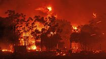 Yunanistan'In Dedeağaç bölgesindeki orman yangınları devam ediyor 