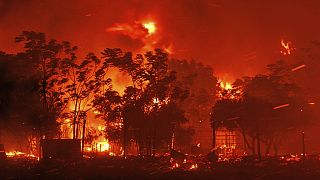 Yunanistan'In Dedeağaç bölgesindeki orman yangınları devam ediyor 