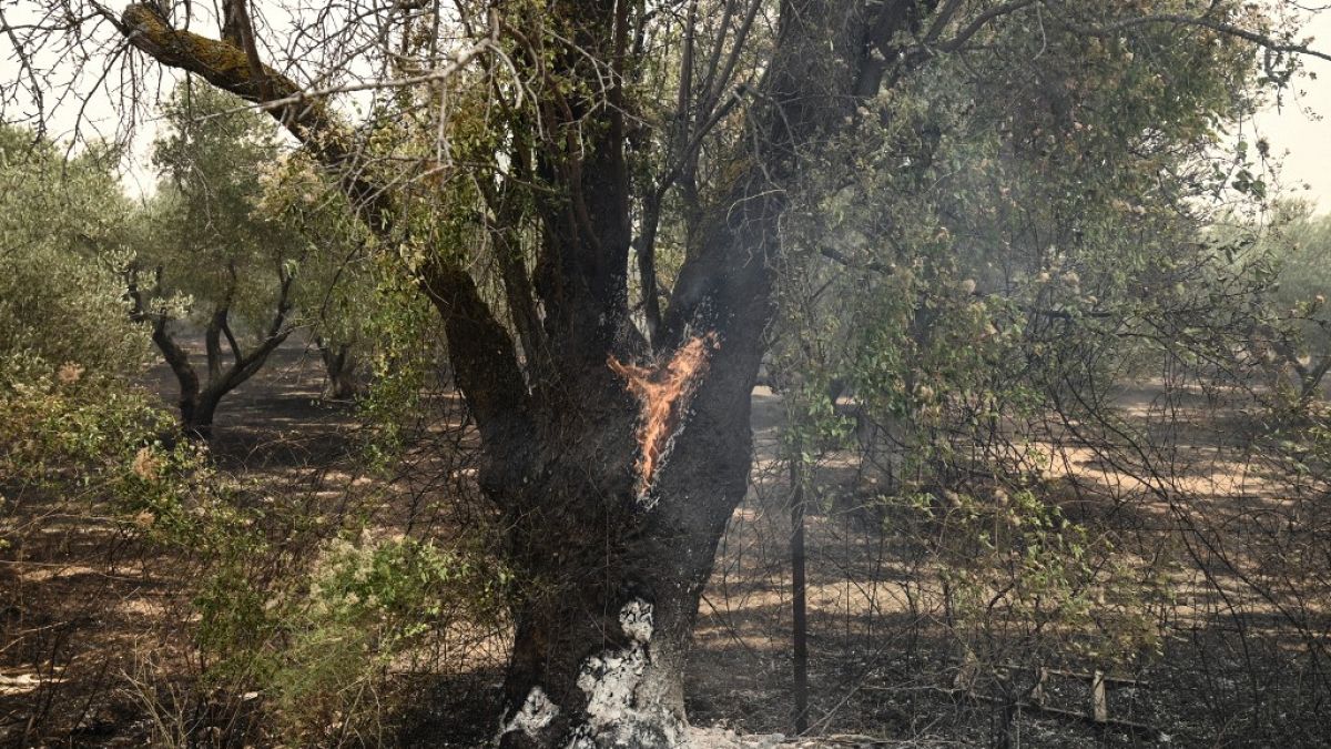 Cette photographie prise le 22 août 2023 montre un olivier en feu lors d'un incendie de forêt à Alexandroupoli, dans le nord de la Grèce, le 22 août 2023.