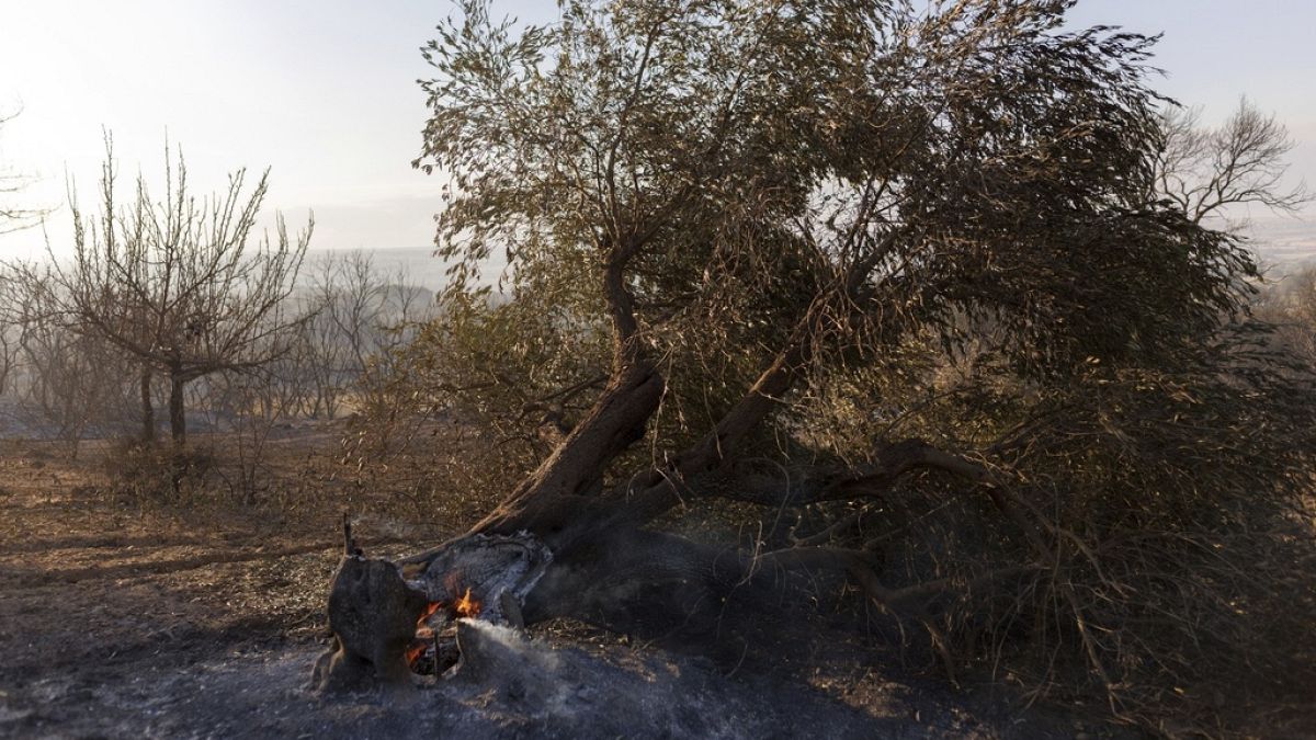 Autoridades gregas encontram 18 corpos em floresta queimada por incêndio