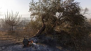 Autoridades gregas encontram 18 corpos em floresta queimada por incêndio