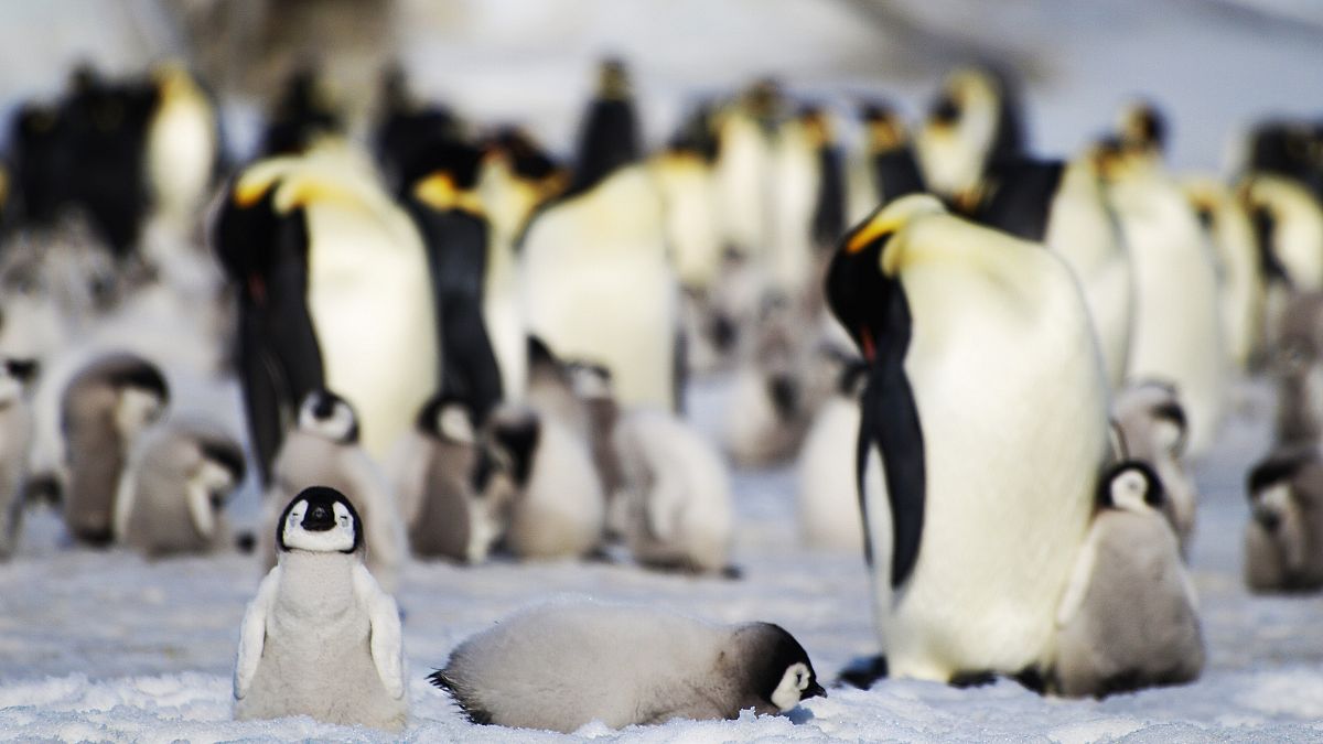 Los resultados apoyan las predicciones de que más del 90% de las colonias de pingüinos emperador estarán casi extintas a finales de siglo, 
