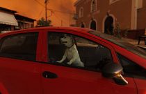 Bajba került kutya egy lángoló városban Görögországban