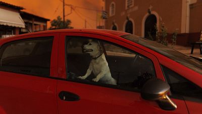 A dog gazes out of a car window, as a wildfire blazes on in the background