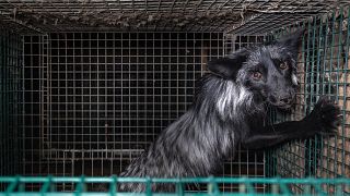 A fox being farmed for fur jumps back and forth in a small cage in Naerpio, Finland.
