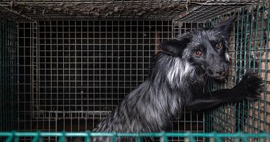 Finland starts cull of 120,000 foxes and mink to stem bird flu ...