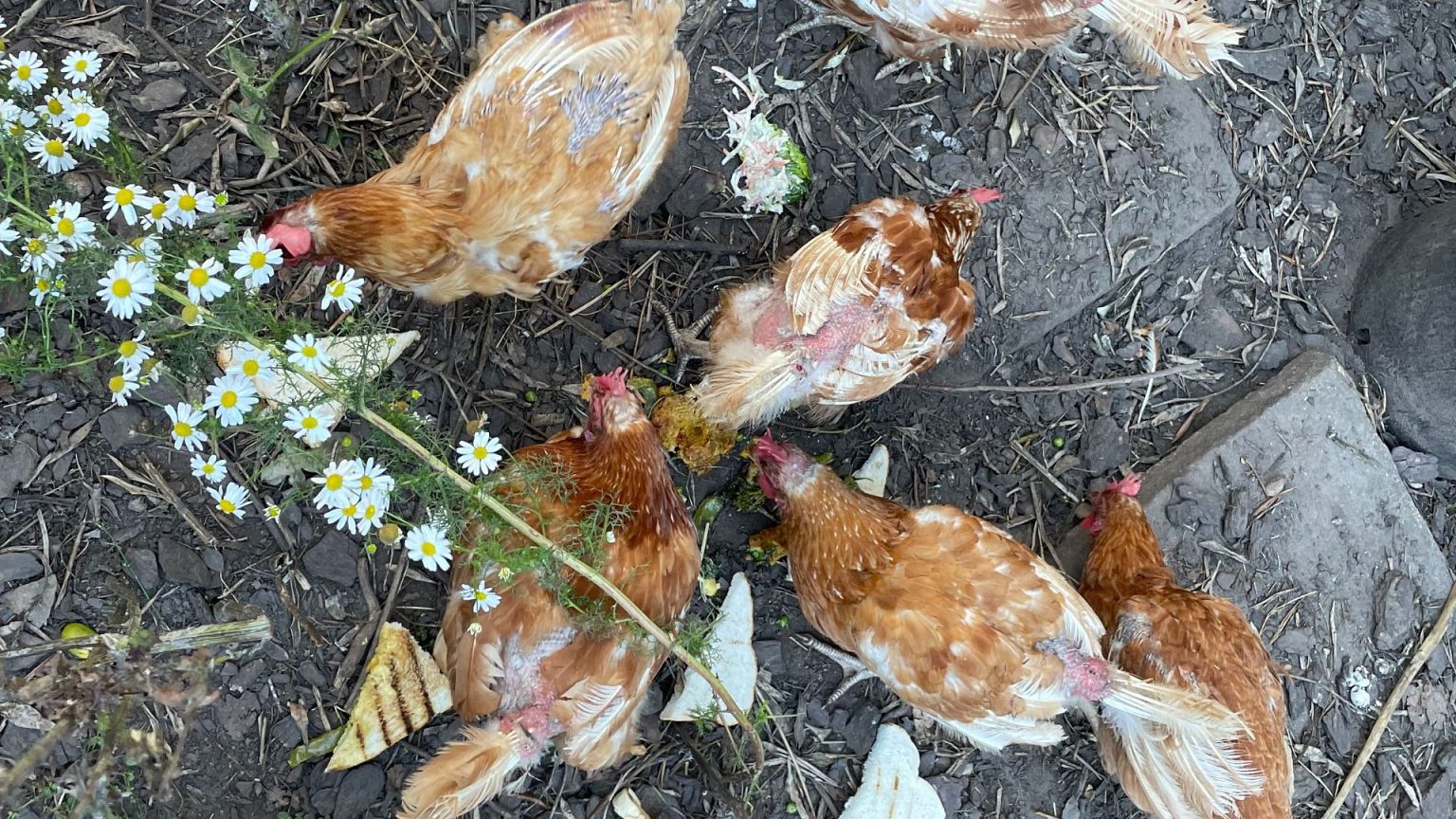 Egg-laying hens are killed after just ...