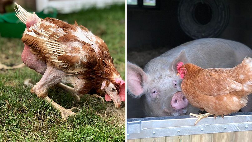 Cornflake the hen before and after adoption.