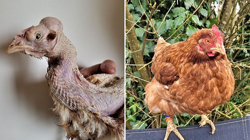 Hedwig the chicken before and after rescue.