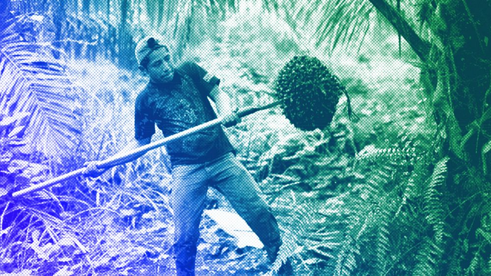 Despite the EU deforestation regulation, companies are investing more in palm oil. Why? thumbnail