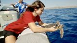 ARCHELON's Eirini Kasimati releases the rescued turtle into the sea