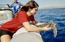 ARCHELON's Eirini Kasimati releases the rescued turtle into the sea