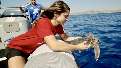 Cientistas, ativistas, voluntários e pescadores unidos para proteger tartarugas marinhas