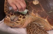 An injured turtle being treated at the ARCHELON Sea Turtle Rescue Centre in Glyfada, Greece