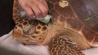 An injured turtle being treated at the ARCHELON Sea Turtle Rescue Centre in Glyfada, Greece