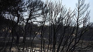 En quelques jours, les incendies ont brûlé plus de 60 000 hectares en Grèce.