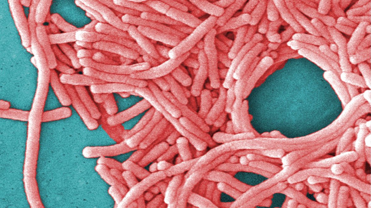 A Centers for Disease Control and Prevention által közzétett képen a Legionella pneumophila baktériumok nagy csoportja