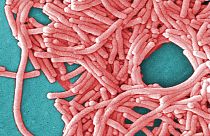 A Centers for Disease Control and Prevention által közzétett képen a Legionella pneumophila baktériumok nagy csoportja