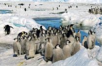 Császárpingvin-fiókák az Antarktiszon