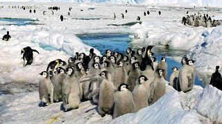 Pinguins-imperadores correm risco de extinção.