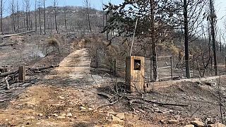 Las llamas han calcinado más de 70 mil hectáreas solo en la región de Evros, al noreste del país.
