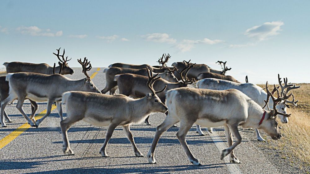 Flere titalls reinsdyr ble drept mens de krysset inn i Russland, mens Norge reparerer arktisk barriere