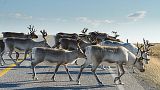 La Norvegia sta ricostruendo un recinto per le renne al confine per fermare le costose passeggiate degli animali in Russia.