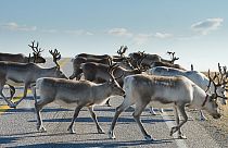 Norway is rebuilding a reindeer fence at the border to stop the animals' costly strolls into Russia.