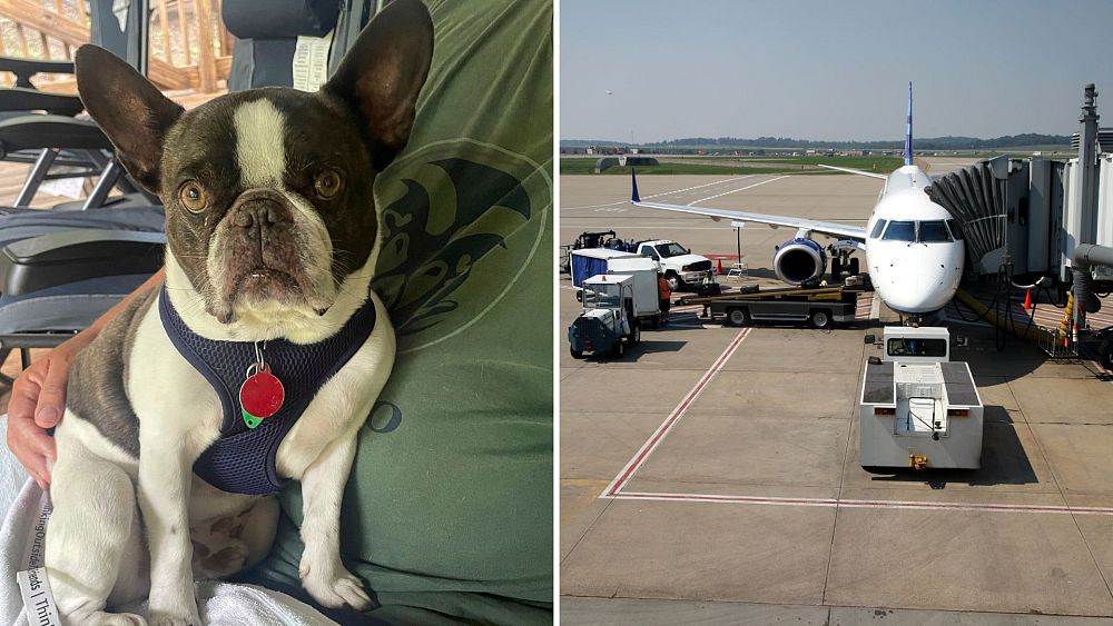 Pet bulldog abandoned at airport after being refused by airline