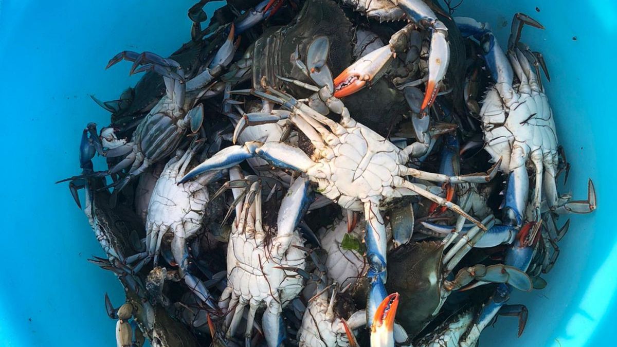 If you can't beat them, eat them? Italy divided over response to giant blue  crab invasion