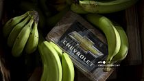 Picture shows a package of cocaine among bananas from a seizure totalizing 9,436 kilos, that were found hidden in a container from Ecuador.