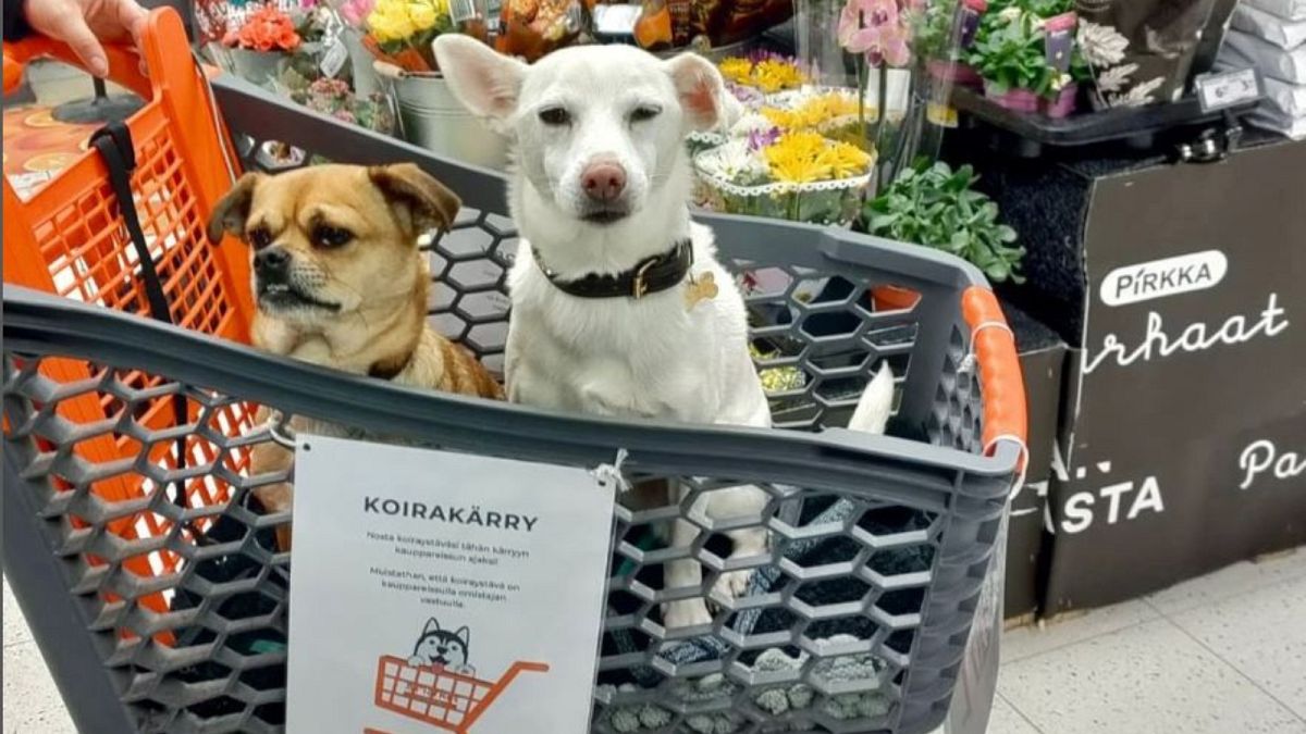 ARQUIVO: Imagem de cães num carrinho especial num supermercado na Finlândia