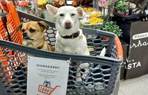 DOSSIER : Image de chiens dans un chariot spécial dans un supermarché en Finlande