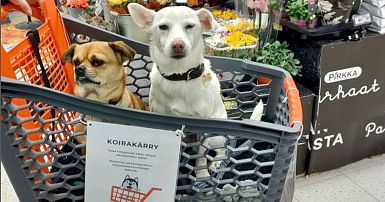 Supermarket in Finland welcomes dogs with special carts for