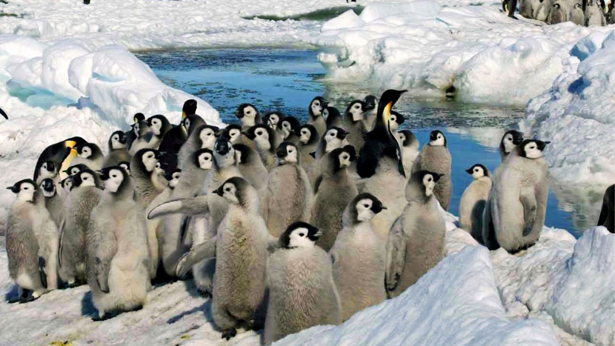 جوجه پنگوئن‌های امپراطور بر روی دریایخ