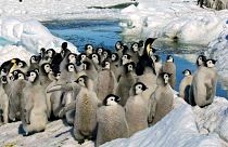 جوجه پنگوئن‌های امپراطور بر روی دریایخ