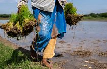 زنی در حال حمل نشای برنج برای کاشت مجدد در شالیزاری در هند