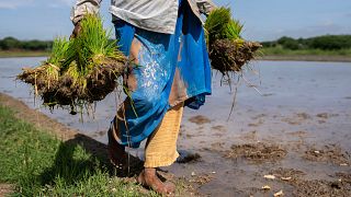 زنی در حال حمل نشای برنج برای کاشت مجدد در شالیزاری در هند