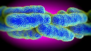 Легионелла - бактерия, размножающаяся в системах горячего водоснабжения