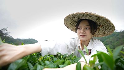 China's gift to the world: the perfect cup of tea