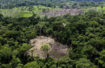 Árboles tumbados en una zona de deforestación reciente identificada por agentes del Instituto Chico Mendes en Seringal Humaita, estado de Acre, Brasil, 8 de diciembre de 2022.