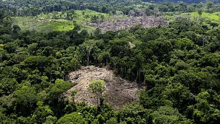 Сотрудники природоохранных организаций выявили незаконную рубку, штат Акри, Бразилия, 8 декабря 2022 года.