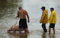 Un hombre conduce a un cerdo por una calle inundada por las lluvias provocadas por el huracán Idalia, en Batabano, Cuba, el martes 29 de agosto de 2023.