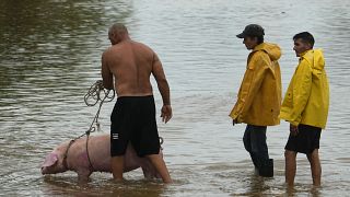 Un hombre conduce a un cerdo por una calle inundada por las lluvias provocadas por el huracán Idalia, en Batabano, Cuba, el martes 29 de agosto de 2023.