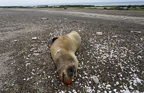 Un lobo marino muerto descansa en la playa de Punta Bermeja, en la costa atlántica de la provincia patagónica de Río Negro, cerca de Viedma, Argentina.