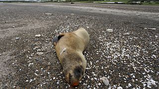 Un lobo marino muerto descansa en la playa de Punta Bermeja, en la costa atlántica de la provincia patagónica de Río Negro, cerca de Viedma, Argentina.